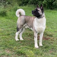 Disponibili a breve cuccioli di akita americano
