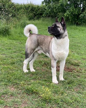 Disponibili a breve cuccioli di akita americano