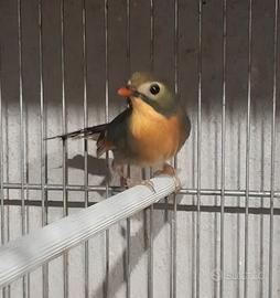 Coppia usignolo del giappone