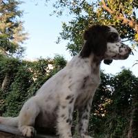 Cuccioli di 90 giorni Setter inglese