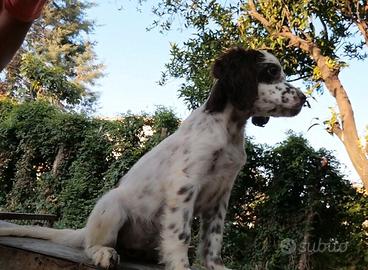 Cuccioli di 90 giorni Setter inglese