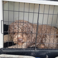 Lagotto