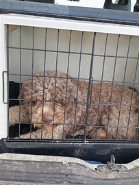Lagotto