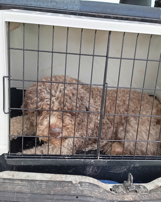 Lagotto
