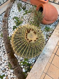Echinocactus Grusonii grande