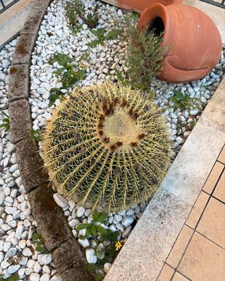Echinocactus Grusonii grande