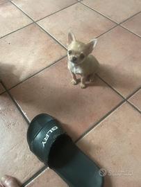 Chihuahua mini toy