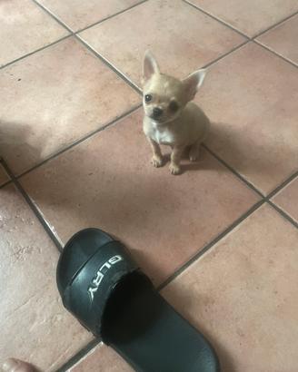 Chihuahua mini toy
