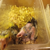 Calopsite allevati a mano