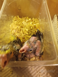 Calopsite allevati a mano