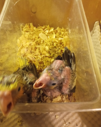 Calopsite allevati a mano