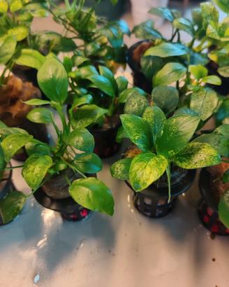 piante per acquario tropicale anubias 