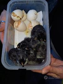 Galline Valdarno pulcini e pulcinotti