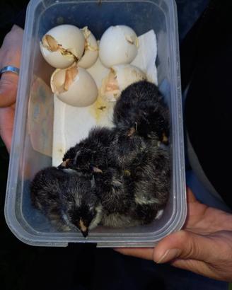Galline Valdarno pulcini e pulcinotti