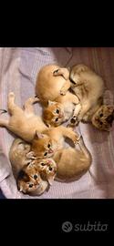 Scottish gattini