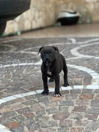 Pitbull