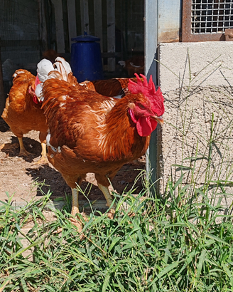 Pollo paesano