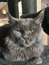 Finnill' oro Seasmoke