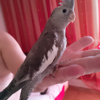 Calopsiti cocorite bene all.mano siamo Milano