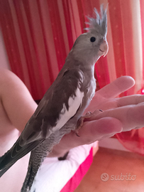 Calopsiti cocorite bene all.mano siamo Milano