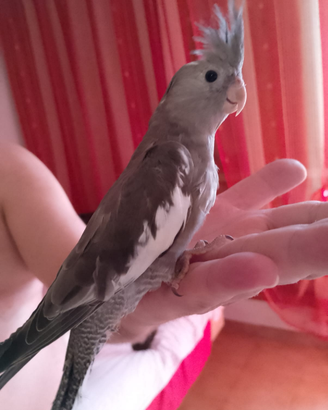 Calopsiti cocorite bene all.mano siamo Milano