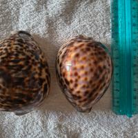 conchiglie naturali decorative