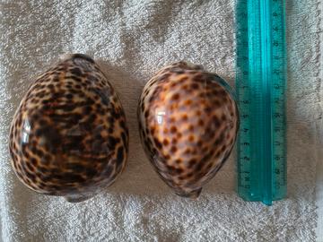 conchiglie naturali decorative