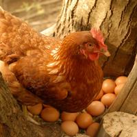 Uova galline ovaiole