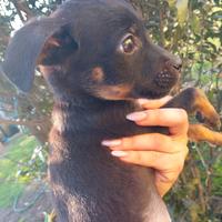 Cucciolo Pastore adozione