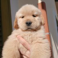 Golden retriever americani