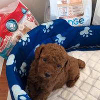 Barboncino Nano Red - Autorizzati ASL