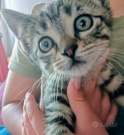 Splendidi gattini amabili e tenuti in casa