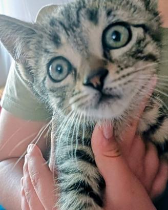 Splendidi gattini amabili e tenuti in casa