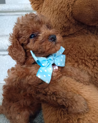 cucciolo di barboncino red toy maschio 