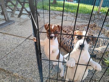 Cuccioli di Jack Russell