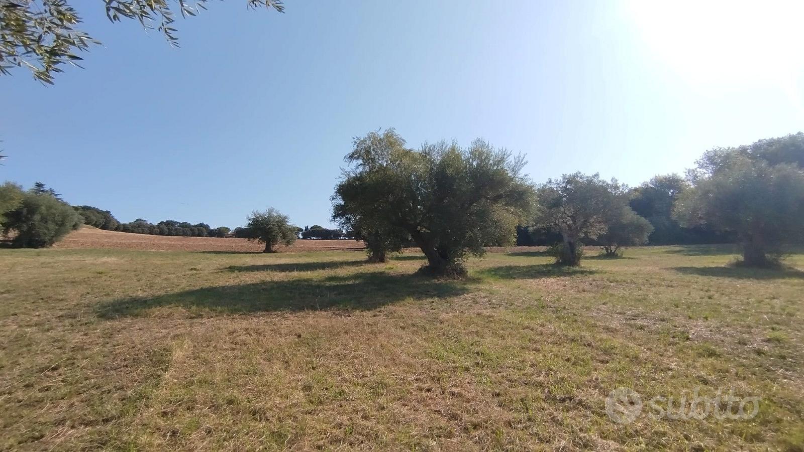 Panoramico con uliveto - Altro