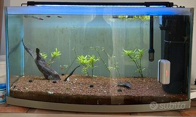 Acquario 120 lt + accessori