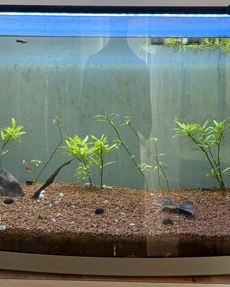 Acquario 120 lt + accessori