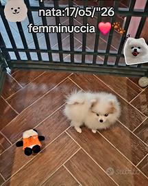 Spitz Nano Pomerania 