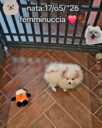 Spitz Nano Pomerania 