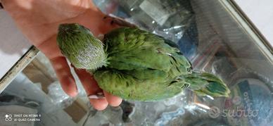Parrocchetti dal collare