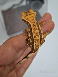 Geco ciliatus