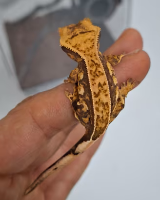 Geco ciliatus