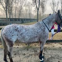 Doppio Pony