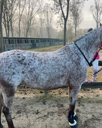 Doppio Pony