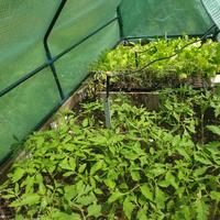 Pomodori rari e pregiati pronti per il trapianto 