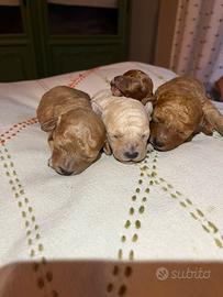 Cuccioli di barboncino nano