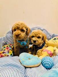 Barboncino toy albicocca cucciolo musetto orsetto