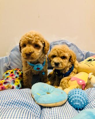 Barboncino toy albicocca cucciolo musetto orsetto