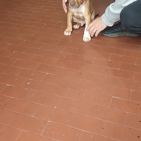 Cucciolo di american pitbull